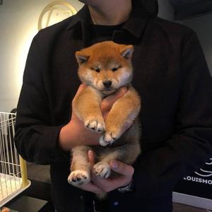 人妻无码vs中文字幕久久av爆
